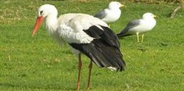 ZOO Warszawa - Bocian Bialy