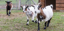 Zveropark  animal park-goat