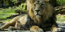 Zoo ostrava -Lev Indický