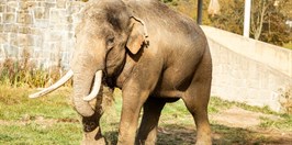 Zoo Ostrava - Slon Indický