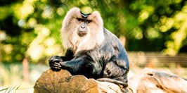 Zoo Ostrava- Makkak