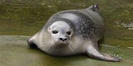 Ústí nad Labem Zoological Gardens - Seal