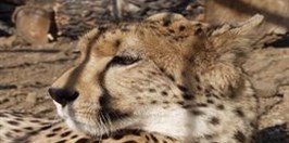 Ústí nad Labem Zoological Gardens-   cheetah