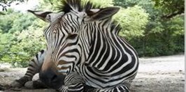 Ústí nad Labem Zoological Gardens - Hartman Zebra
