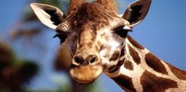 Ústí nad Labem Zoological Gardens  - Giraffe Rotshildova